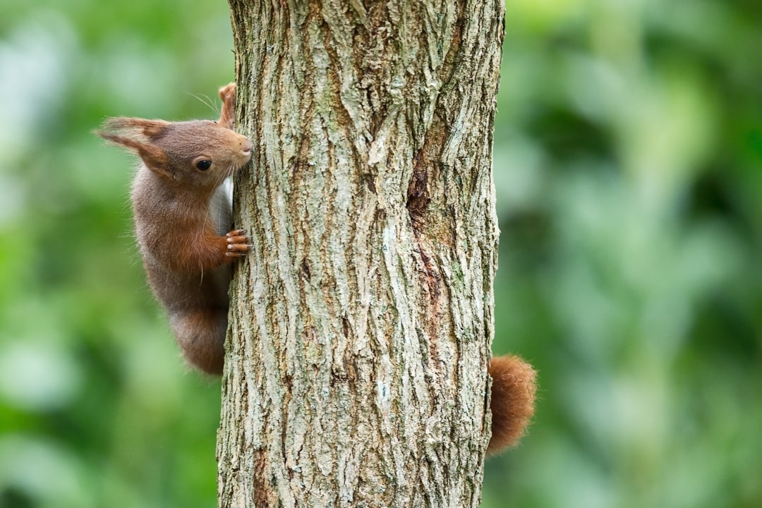 Squirrel on a tree trunk in natural woodland habitat